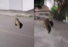 Jacaré é Flagrado Andando Por Rua De Santo Estêvão E Surpreende Moradores