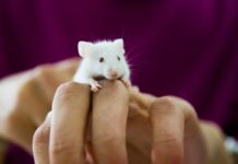 Combinação de remédios pode aumentar em 73% a longevidade de ratinhas