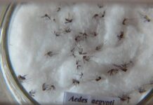 Pesquisa do Butantan padroniza nomenclatura de vírus da dengue
