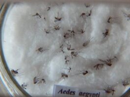 Pesquisa do Butantan padroniza nomenclatura de vírus da dengue