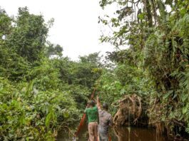 França lidera ação de US$ 2,5 bilhões para proteger floresta do Congo
