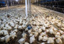 China Retoma Importação De Carne De Frango Brasileira Após Suspensão Por Gripe Aviária