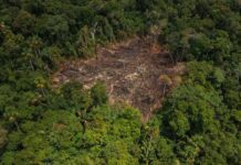 Amazônia: desmatamento em áreas de conservação cai 31% em 2025