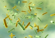 Probióticos podem reduzir danos intestinais causados por antidepressivos