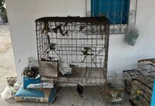 MP-BA Denuncia Integrantes De Rede Que Domina Tráfico De Animais Silvestres No Brasil