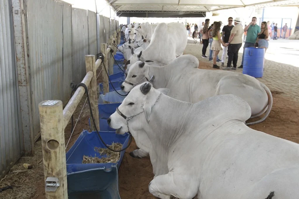 Agronegócio baiano responde por 24,9% do PIB no terceiro trimestre de 2025.