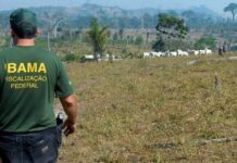 Ibama E Incra Abrem Concurso Com Inscrições A Partir Desta Segunda (15)