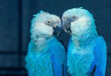 Criadouro Ararinha-azul Rebate Acusações De Falhas Em Biossegurança Feitas Pelo ICMBio