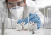 Cientistas conseguem aumentar expectativa de vida de ratos em 70%