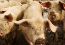 Espanha investiga 5 laboratórios por possível vazamento de peste suína
