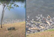 VÍDEO: Peixes Mortos São Encontrados No Dique Do Tororó E Inema Inicia Apuração