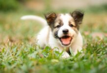 Novo Exame Descarta Caso De Raiva Em Filhote De Cachorro Em Salvador