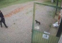 Vídeo: Imagens Mostram A Chegada De Roberto Farias Thomaz Em Fazenda