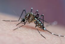 Pesquisa aponta quem tem mais chance de morrer por dengue no Brasil Ícone de sino para notificações