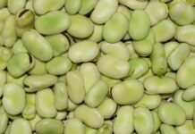 Proteína de fava pode ser opção ao whey protein no futuro Ícone de sino para notificações