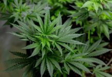 Regra da Anvisa libera uso recreativo da cannabis? Entenda o que muda Ícone de sino para notificações