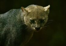 Zoo Noturno Abre Programação De Férias No Parque Zoobotânico De Salvador Zoo Noturno Abre Programação De Férias No Parque Zoobotânico De Salvador