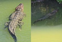 Pescador filma jacaré gigante nadando tranquilo em rio: "De estimação"