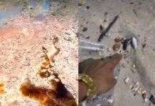 Manchas Azul E Amarela E Peixes Mortos Em Praia De Salvador Preocupam Moradores Manchas Azul E Amarela E Peixes Mortos Em Praia De Salvador Preocupam Moradores