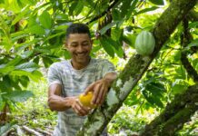 Bahia amplia ações e avança na proteção da cacauicultura