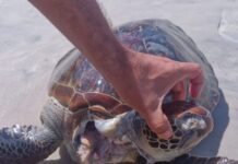 Tartaruga é encontrada morta na Praia do São Miguel, em Ilhéus