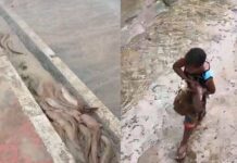 Chuva Forte Faz “surgir” Peixes Nas Ruas De Ipiaú E Surpreende Moradores Chuva Forte Faz "surgir" Peixes Nas Ruas De Ipiaú E Surpreende Moradores