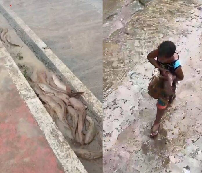 Chuva Forte Faz "surgir" Peixes Nas Ruas De Ipiaú E Surpreende Moradores