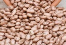 Preço Do Feijão-carioca Dispara No País E Pressiona Consumidores Em Salvador Preço Do Feijão-carioca Dispara No País E Pressiona Consumidores Em Salvador