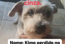 Cachorro desaparecido- Ajude encontrar o Kimo