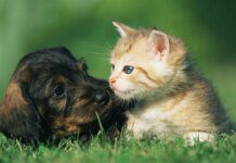 Pets fazem tão bem à saúde quanto amigos e família, aponta estudo Ícone de sino para notificações