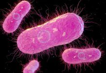 EUA investigam infecções por salmonella ligadas a aves domésticas Ícone de sino para notificações