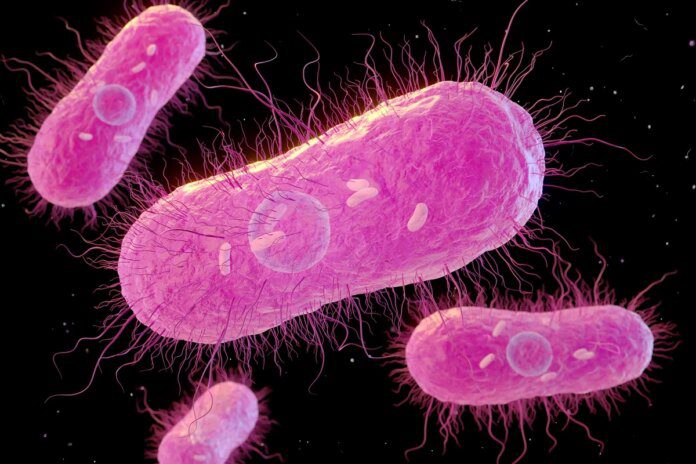 EUA investigam infecções por salmonella ligadas a aves domésticas Ícone de sino para notificações