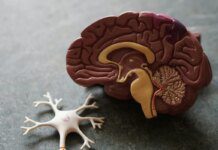 Estudo descobre pista de proteção natural do cérebro contra Alzheimer Ícone de sino para notificações