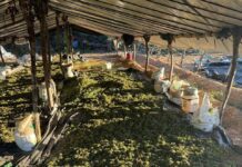 Forças De Segurança Incineram 140 Mil Pés De Maconha No Interior Forças De Segurança Incineram 140 Mil Pés De Maconha No Interior