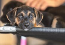 Lei Define Guarda Compartilhada De Animais Lei Define Guarda Compartilhada De Animais
