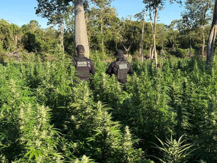 Operação Integrada Destrói Plantio Com 50 Mil Pés De Maconha No Oeste