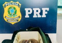 Ouriços Exóticos São Apreendidos Pela PRF Durante Fiscalização Na BR-116 Ouriços Exóticos São Apreendidos Pela PRF Durante Fiscalização Na BR-116