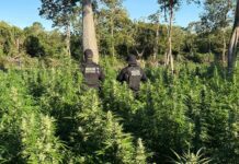 FICCO Bahia, PM, PC e DPT localizam roça com aproximadamente 50 mil pés de maconha