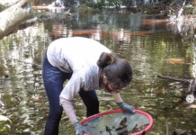 Cientistas apontam efeitos do El Niño de 2015 na diversidade de camarões e caranguejos do sul da Bahia