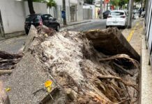 Bairro De Salvador Fica Sem Energia Após Queda De árvore Bairro De Salvador Fica Sem Energia Após Queda De árvore