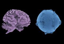 Cientistas criam atlas do corpo humano com resolução inédita Ícone de sino para notificações