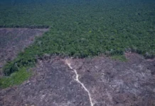 Com Recuo Histórico No País, Brasil Reduz Desmatamento E Bahia Segue Em 3º No Ranking Com Recuo Histórico No País, Brasil Reduz Desmatamento E Bahia Segue Em 3º No Ranking