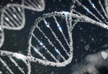 Pesquisa usa gene da longevidade e aumenta vida de ratos. Entenda Ícone de sino para notificações