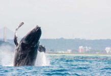 Temporada das baleias-jubarte fortalece turismo e movimenta economia de Ilhéus.