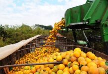 Bahia articula expansão da citricultura com foco em agroindústria e novos mercados.