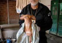 Cães São Resgatados Em Imóvel Com Sinais De Maus-tratos Em Feira De Santana Cães São Resgatados Em Imóvel Com Sinais De Maus-tratos Em Feira De Santana