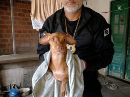 Cães São Resgatados Em Imóvel Com Sinais De Maus-tratos Em Feira De Santana Cães São Resgatados Em Imóvel Com Sinais De Maus-tratos Em Feira De Santana