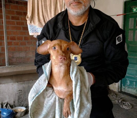 Cães São Resgatados Em Imóvel Com Sinais De Maus-tratos Em Feira De Santana Cães São Resgatados Em Imóvel Com Sinais De Maus-tratos Em Feira De Santana