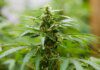 Composto derivado do CBD alivia dor sem provocar “barato” da cannabis Composto derivado do CBD alivia dor sem provocar “barato” da cannabis