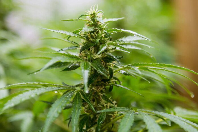 Composto derivado do CBD alivia dor sem provocar “barato” da cannabis